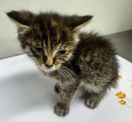 A baby small-sized female Domestic Short Hair cat named Elsie for adoption in West Chester, PA