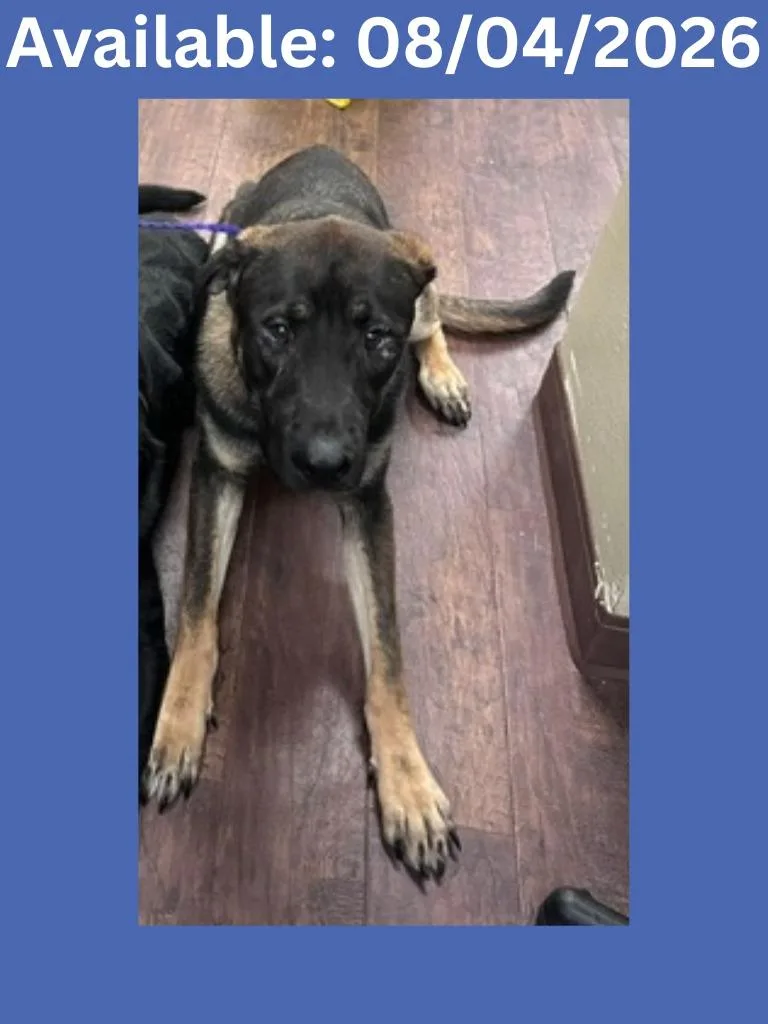 A baby medium-sized male Shepherd dog named Dog Kennel for adoption in Greenville, TX