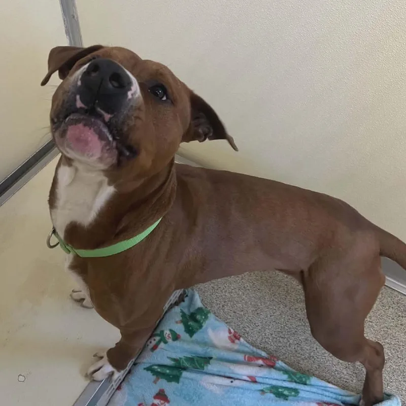An adult large-sized male Brown / Chocolate Mixed Breed dog named Draco for adoption in Ballston Spa, NY