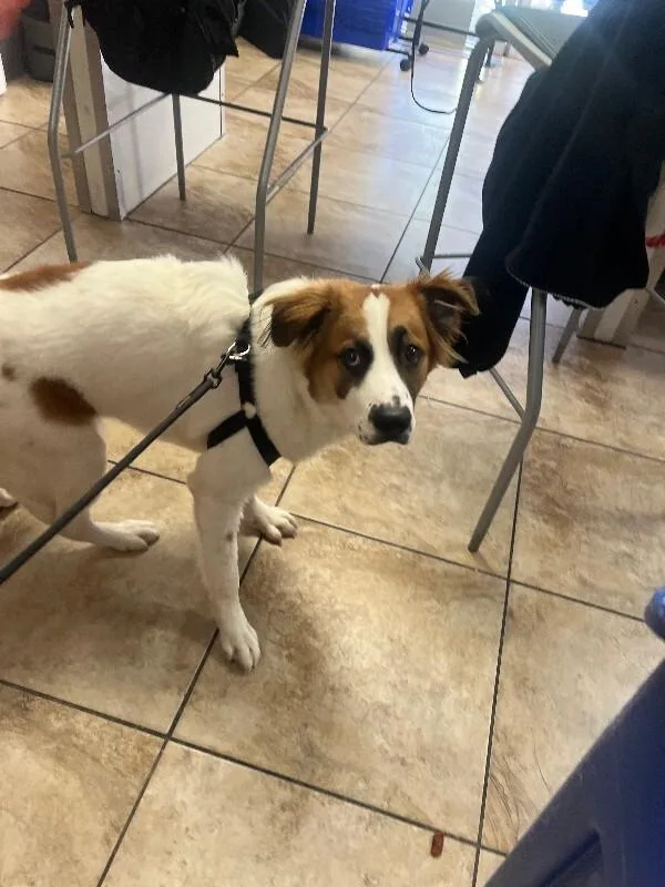 A young large-sized male Tricolor (Brown, Black, & White) Mixed Breed dog named Toodles for adoption in Cincinnati, OH