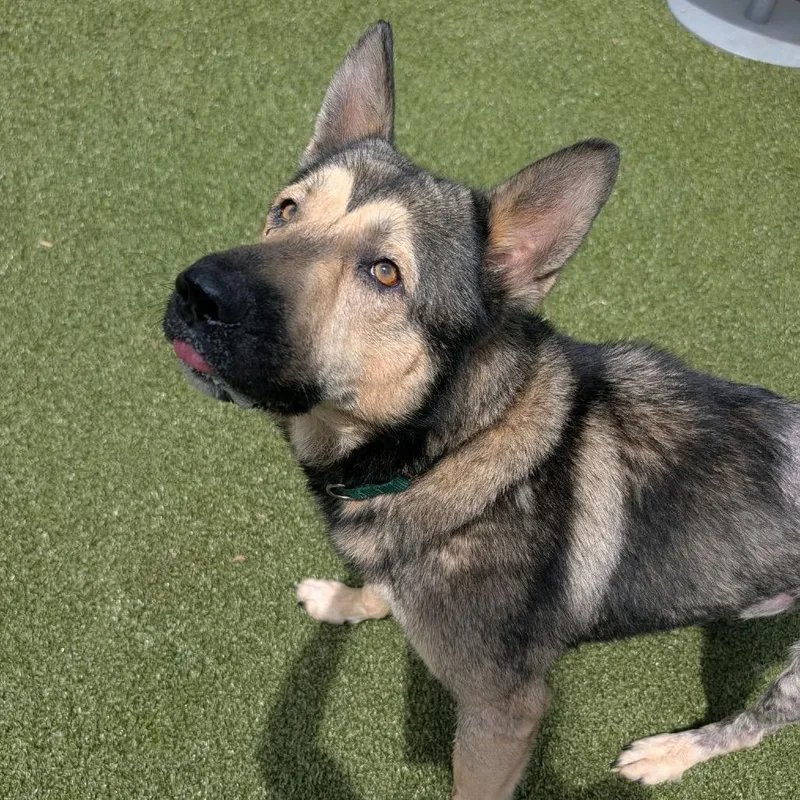 An adult large-sized male Brown / Chocolate Shepherd dog named Gerald for adoption in Greensboro, NC