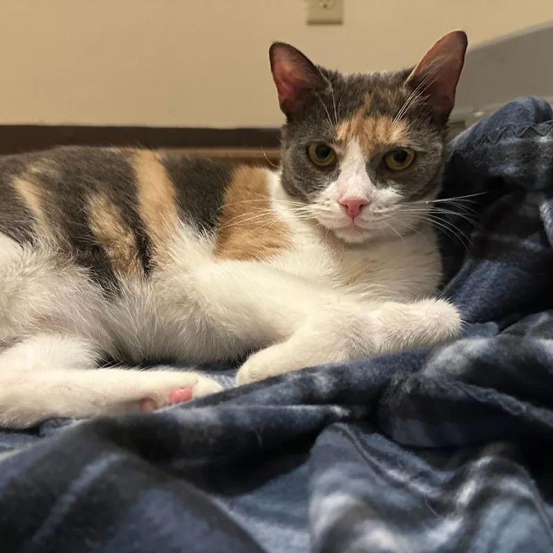 Calliope thumbnail 2