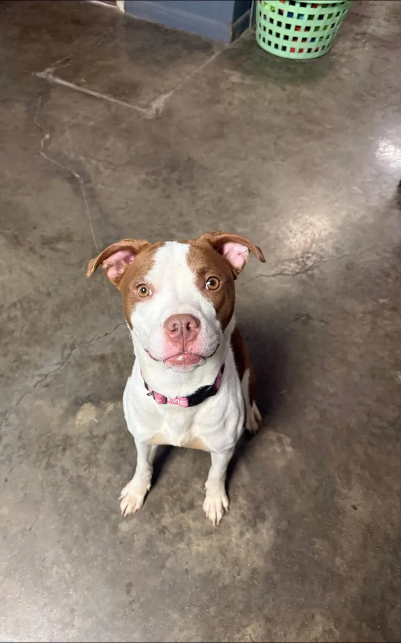 An adult medium-sized female Red / Chestnut / Orange Pit Bull Terrier dog named Evelyn for adoption in Indianapolis, IN