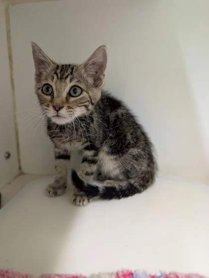An adult small-sized male Domestic Short Hair cat named Oliver for adoption in Mansfield, TX