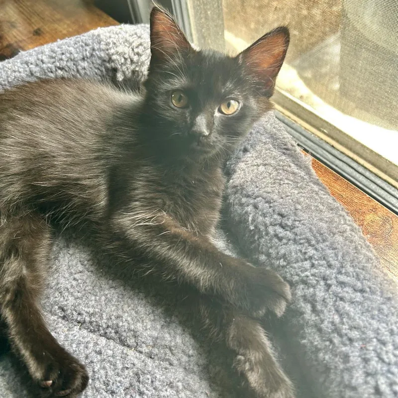 Marley