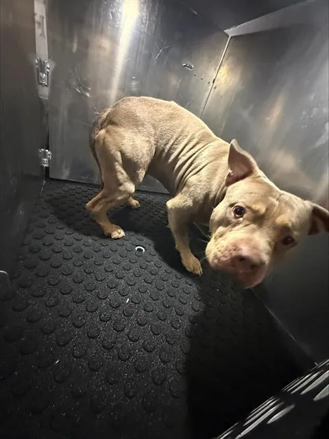 An adult medium-sized male American Bulldog dog named Martie for adoption in San Antonio, TX
