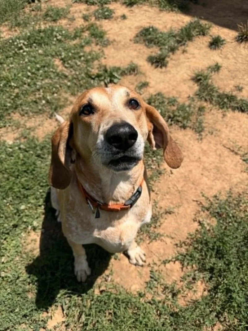 An adult large-sized male Red / Chestnut / Orange English Coonhound dog named Remi for adoption in Berryville, VA