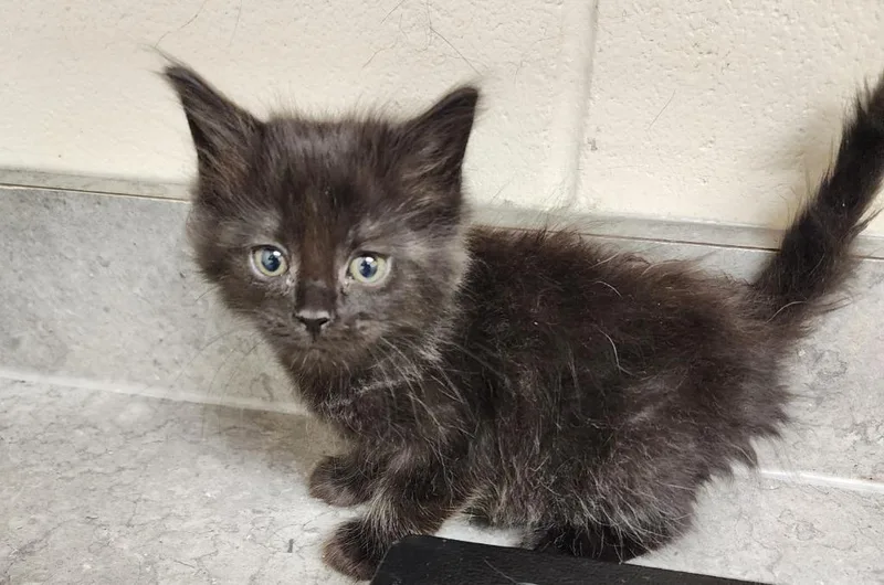 Harvest  Mavis thumbnail 2