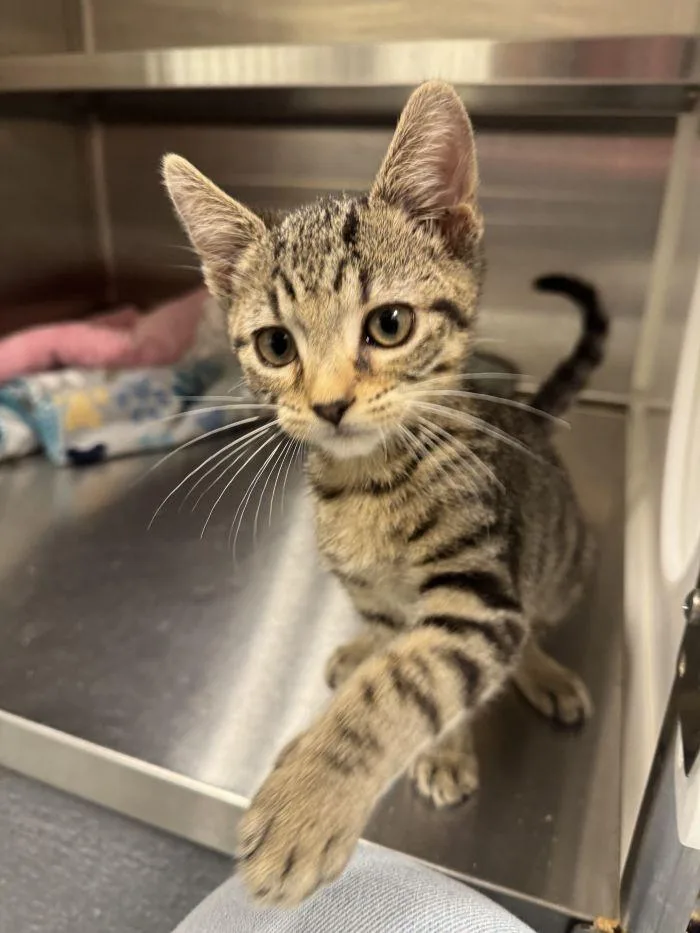 A young small-sized male Domestic Short Hair cat named Romeo for adoption in Hilton Head Island, SC