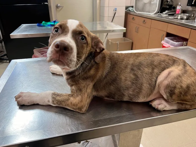 A young large-sized male Mountain Cur dog named Morgan for adoption in Bossier City, LA