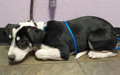 A baby medium-sized female Black Mixed Breed dog named Hattie for adoption in El Paso, TX