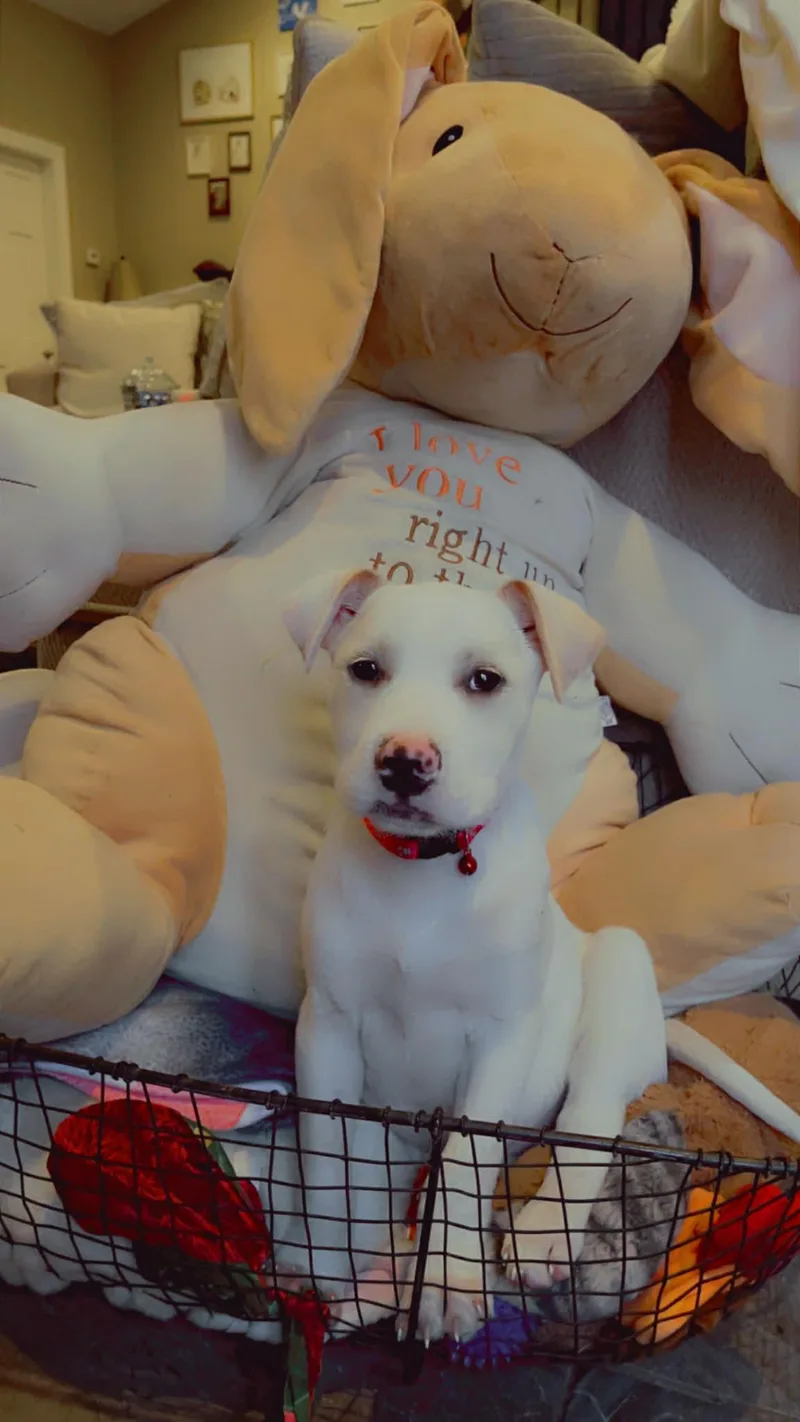 Butterball thumbnail 2