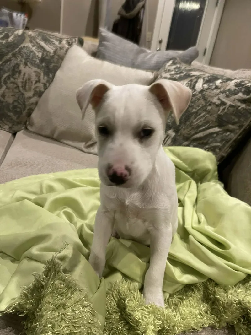 Butterball thumbnail 4