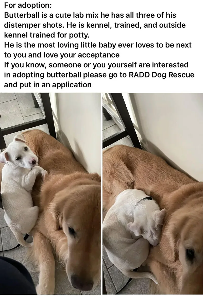 Butterball thumbnail 5