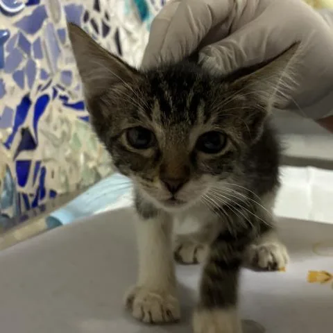 A baby small-sized female Domestic Short Hair cat named Chips Ahoy for adoption in Pensacola, FL