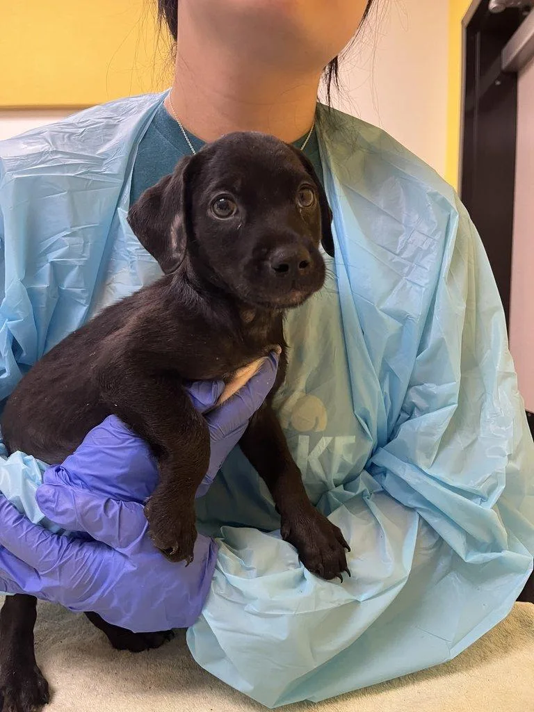 A baby small-sized male Black Mixed Breed dog named Donkey for adoption in Raleigh, NC