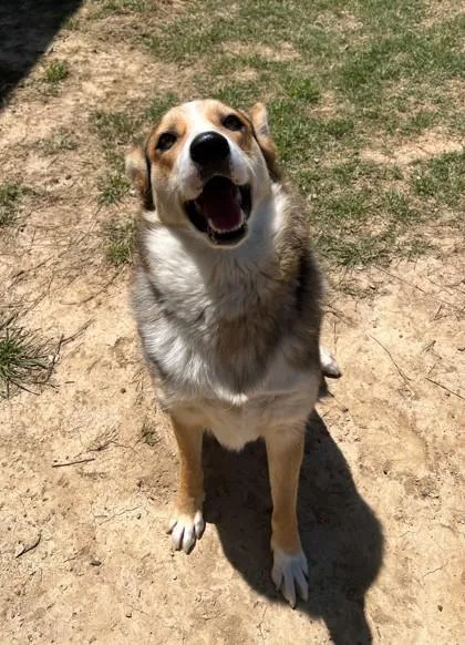 Sadie thumbnail 2
