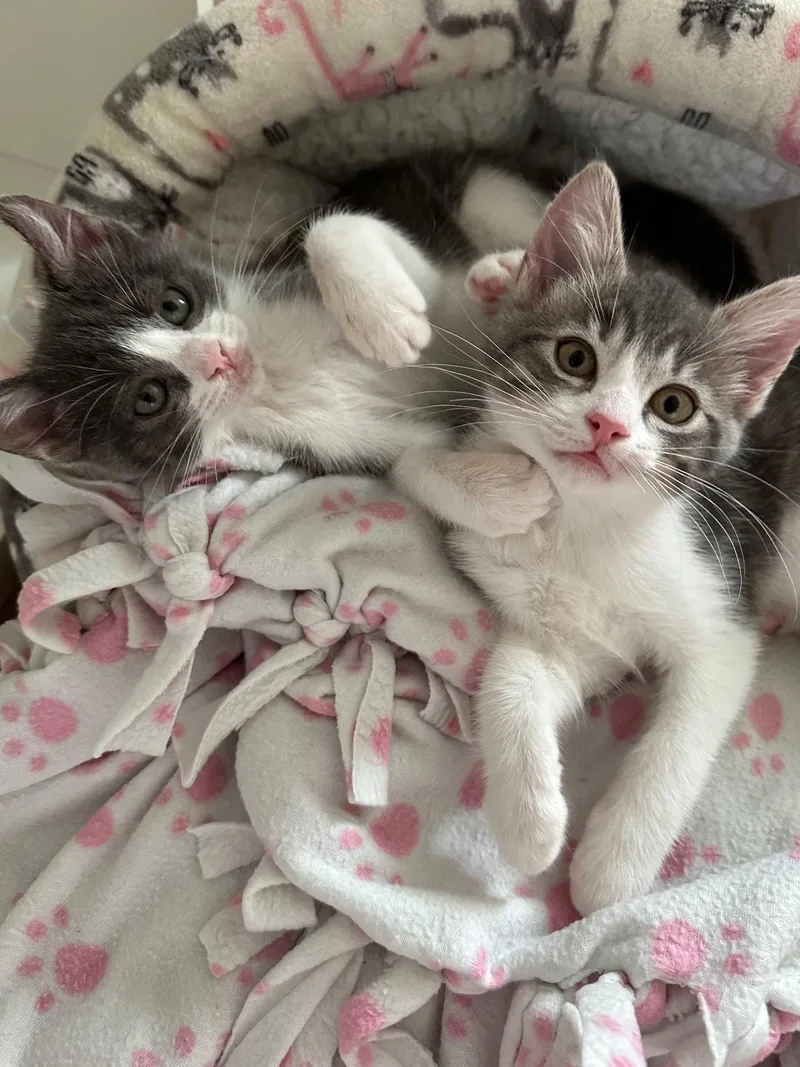 A baby small-sized female Tabby cat named Diva & Monkey for adoption in Walnut Creek, CA