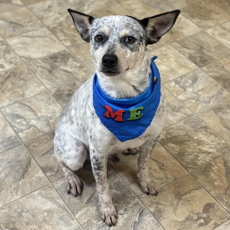 An adult small-sized male Merle (Blue) Australian Cattle Dog / Blue Heeler dog named Hachi for adoption in Pilot Point, TX
