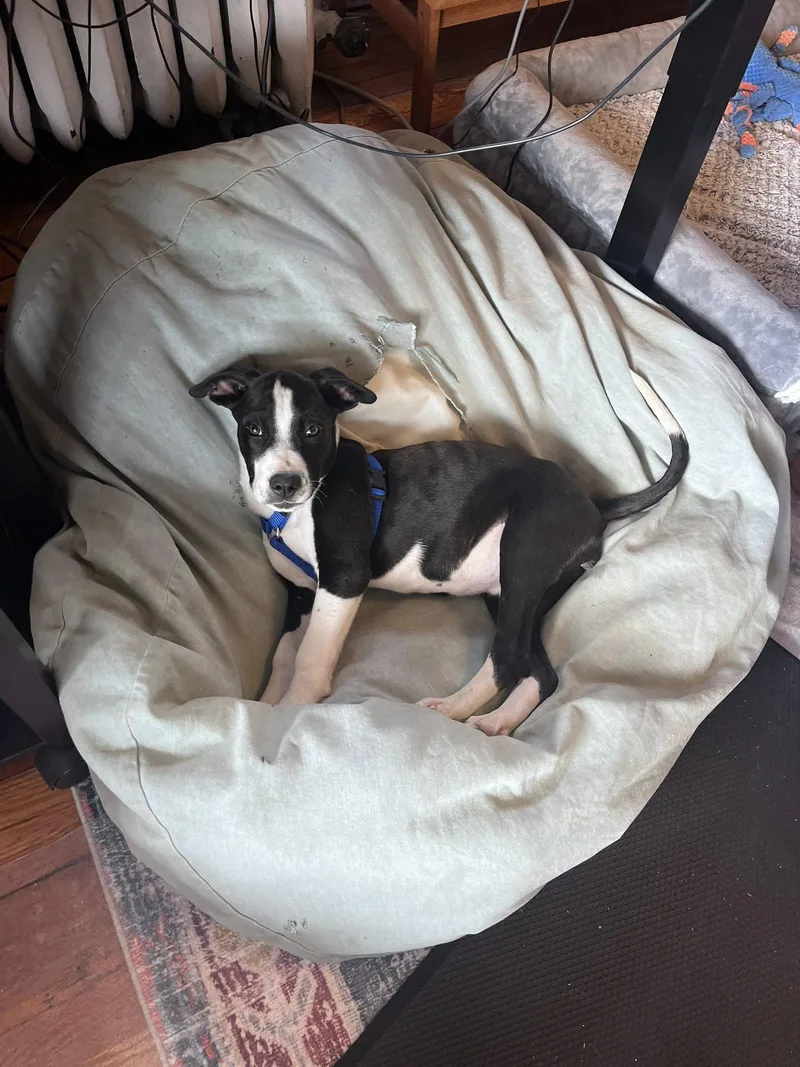 Apollo