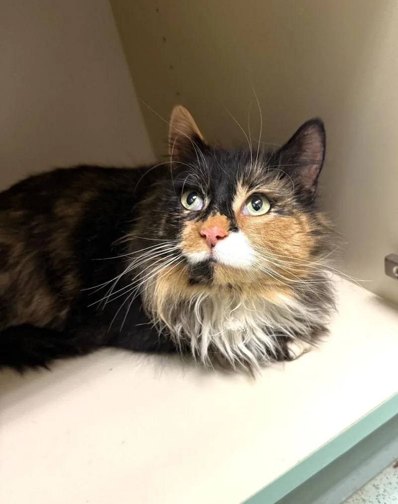 An adult medium-sized female Domestic Short Hair cat named Mittsie for adoption in Walled Lake, MI