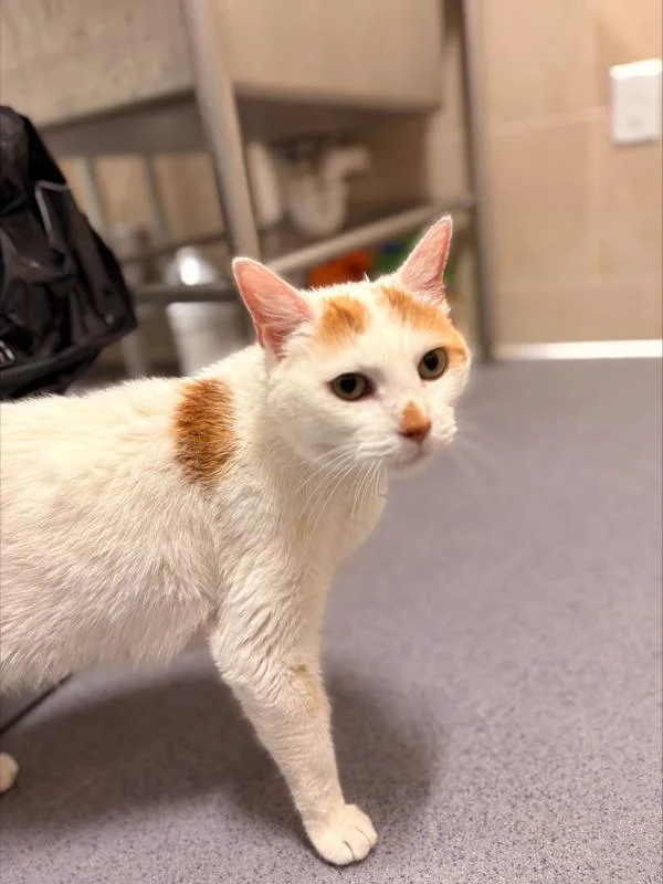 A senior medium-sized male Domestic Short Hair cat named Sam for adoption in Stratham, NH