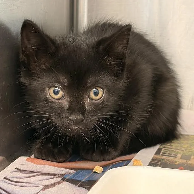 A baby small-sized male Black Domestic Short Hair cat named Roo for adoption in Marshall, TX