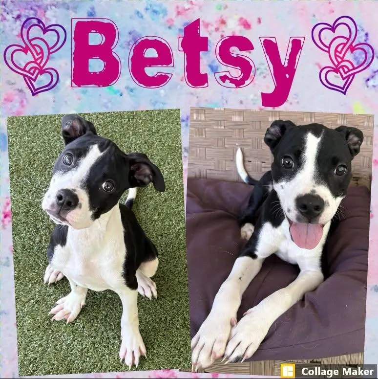 A young medium-sized female Terrier dog named Betsy for adoption in Clearfield, PA