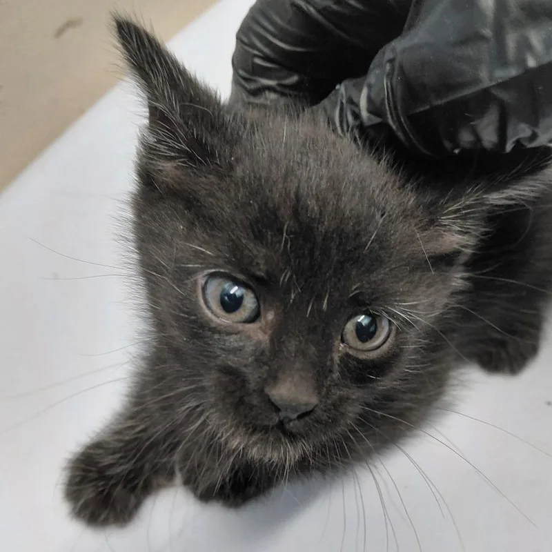A baby small-sized male Black Domestic Short Hair cat named Csasstray__ for adoption in Springtown, TX