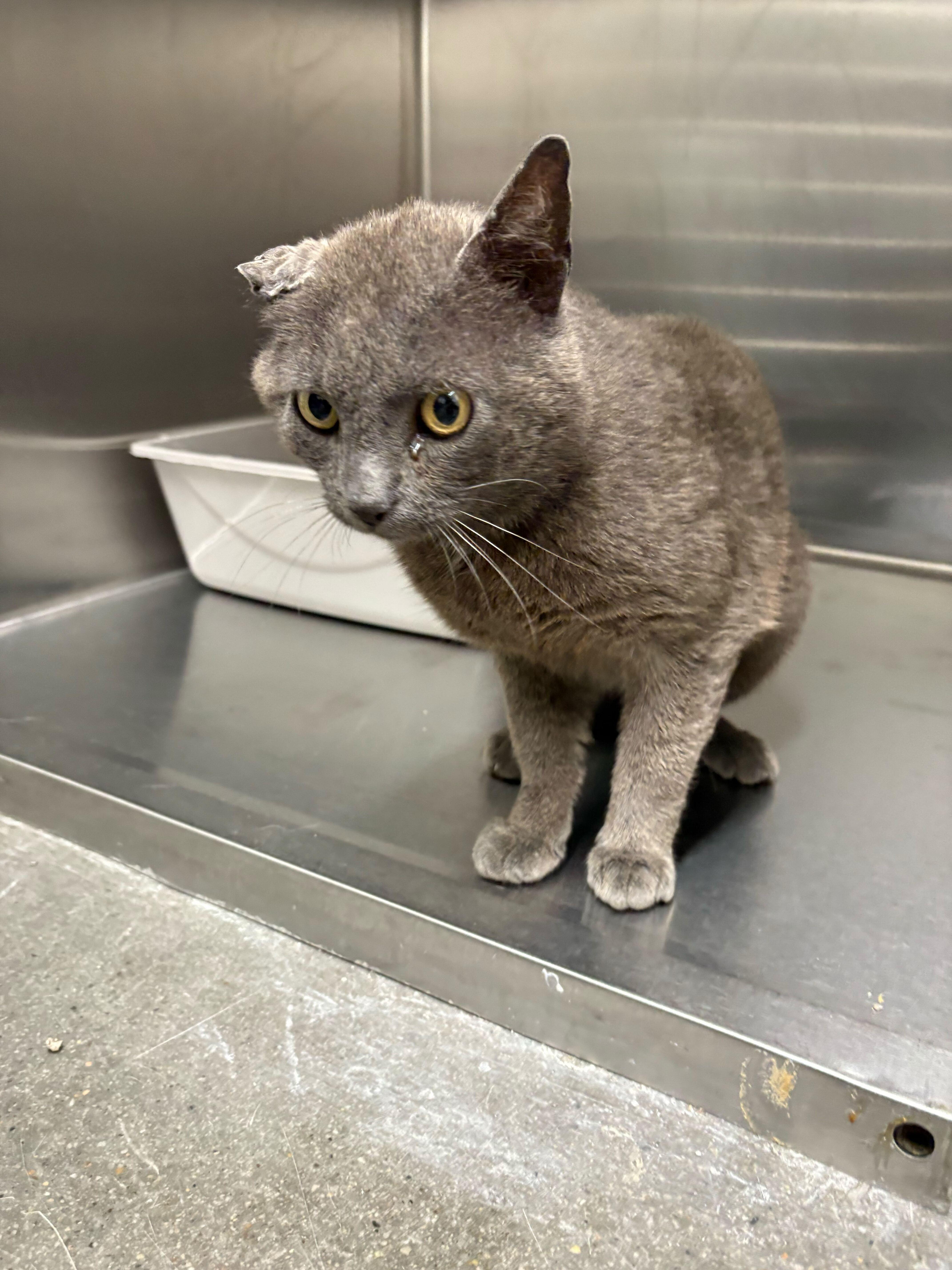An adult medium-sized male Gray / Blue / Silver Domestic Short Hair cat named Taco Bell for adoption in Waltham, MA