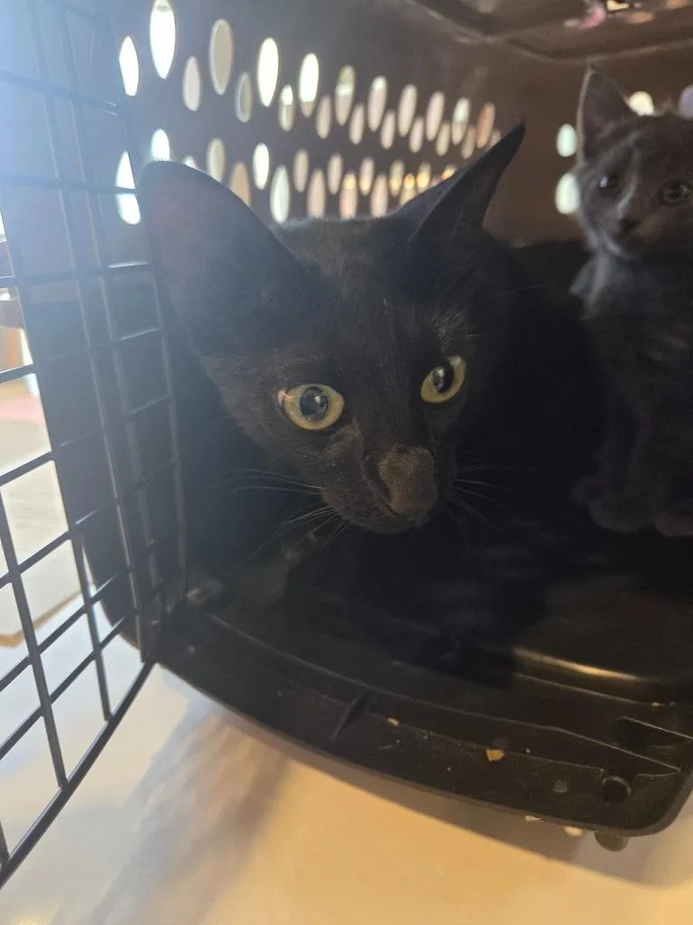 A young large-sized female Domestic Short Hair cat named Juno for adoption in Bossier City, LA