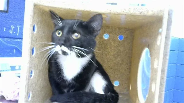 A young medium-sized male Domestic Medium Hair cat named Power for adoption in Albuquerque, NM