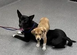 A young large-sized female Mixed Breed dog named Mona for adoption in Greenfield, IN