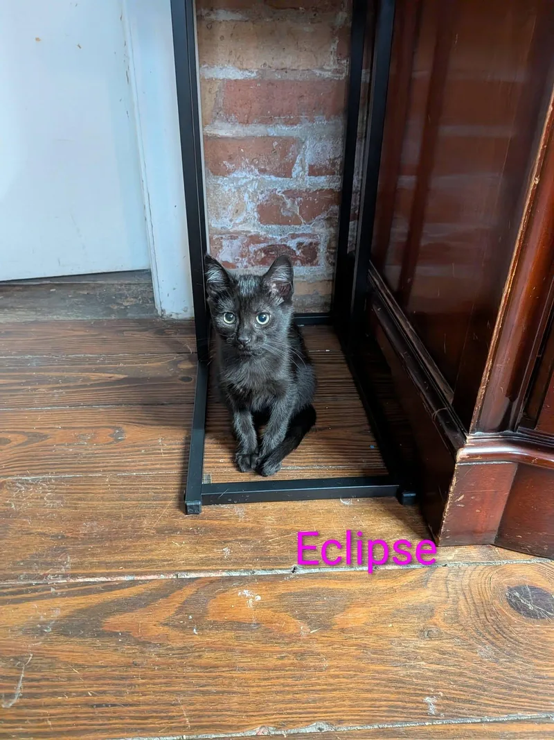 Eclipse thumbnail 2
