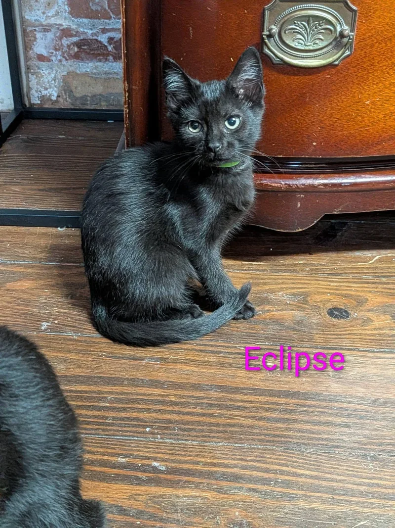 Eclipse thumbnail 4