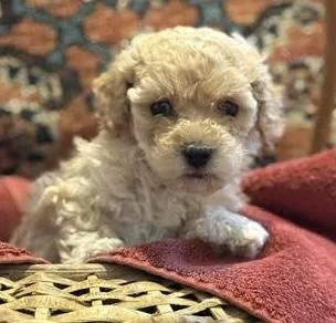 A baby small-sized female Bichon Frise dog named Trix for adoption in Cumming, GA