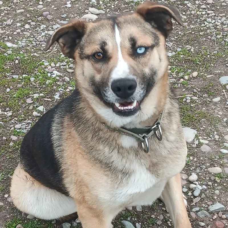 An adult medium-sized male Tricolor (Brown, Black, & White) German Shepherd Dog dog named Atlas for adoption in Polson, MT