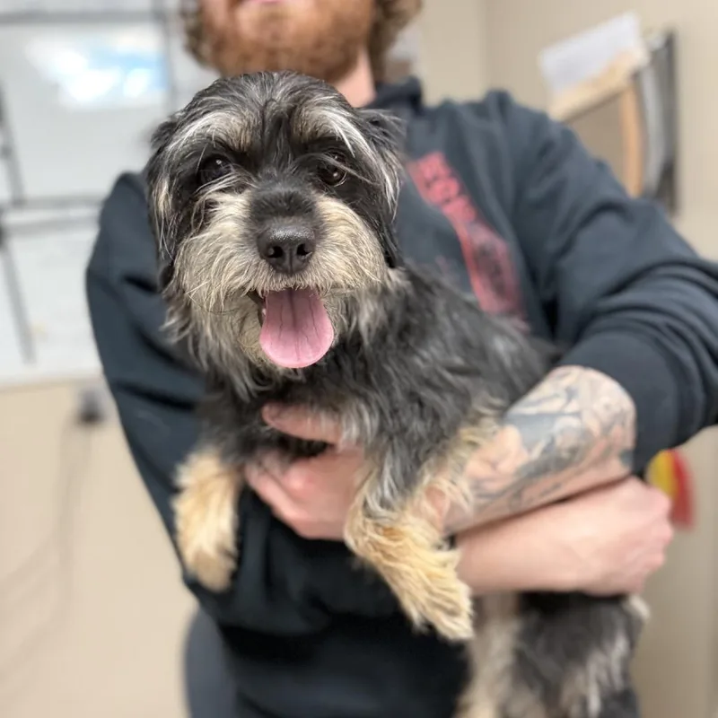 An adult small-sized female Black Miniature Schnauzer dog named Linda for adoption in Norfolk, NE