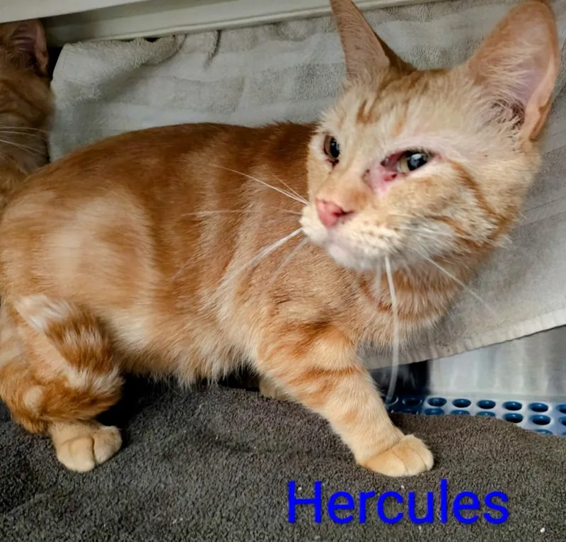 A young small-sized male Domestic Short Hair cat named Hercules for adoption in Mena, AR