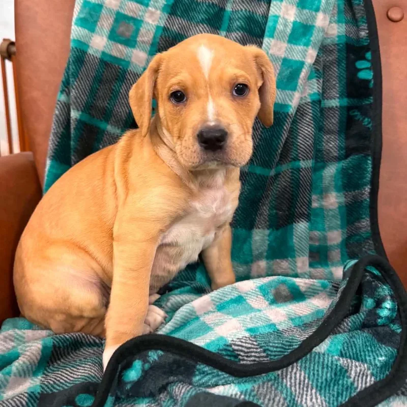 CT Simba