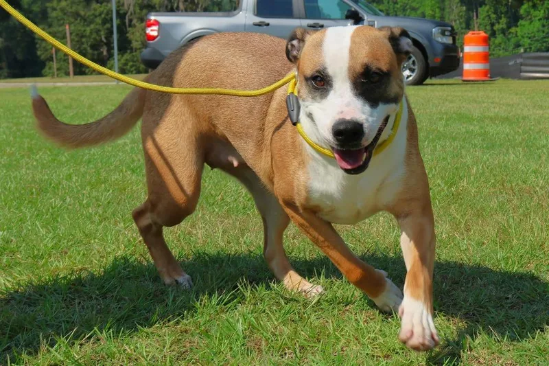 A young medium-sized female Terrier dog named Chloe for adoption in Springfield, GA