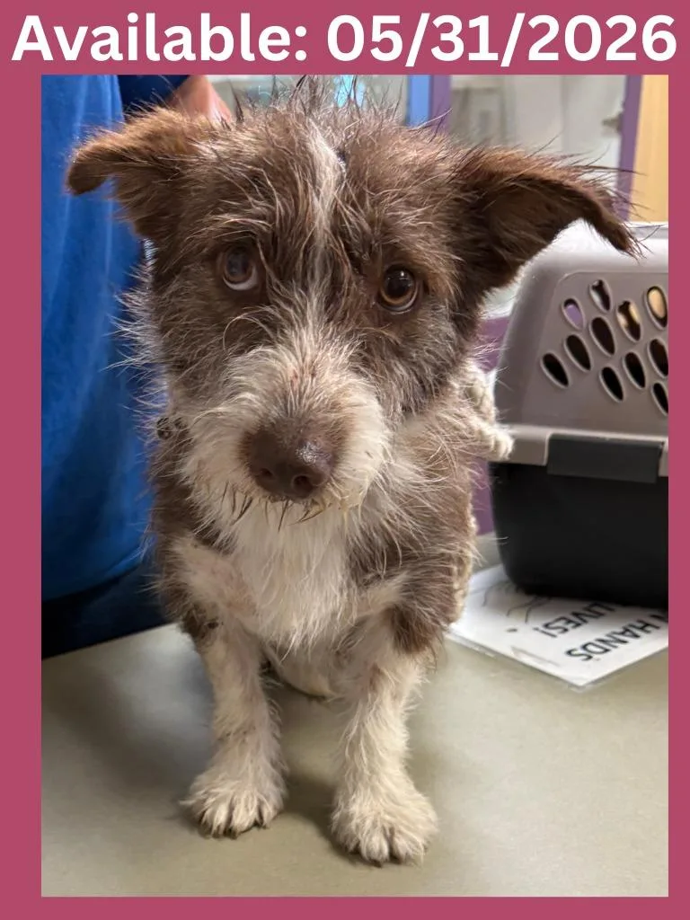 A young medium-sized female Terrier dog named Dog Kennel for adoption in Greenville, TX
