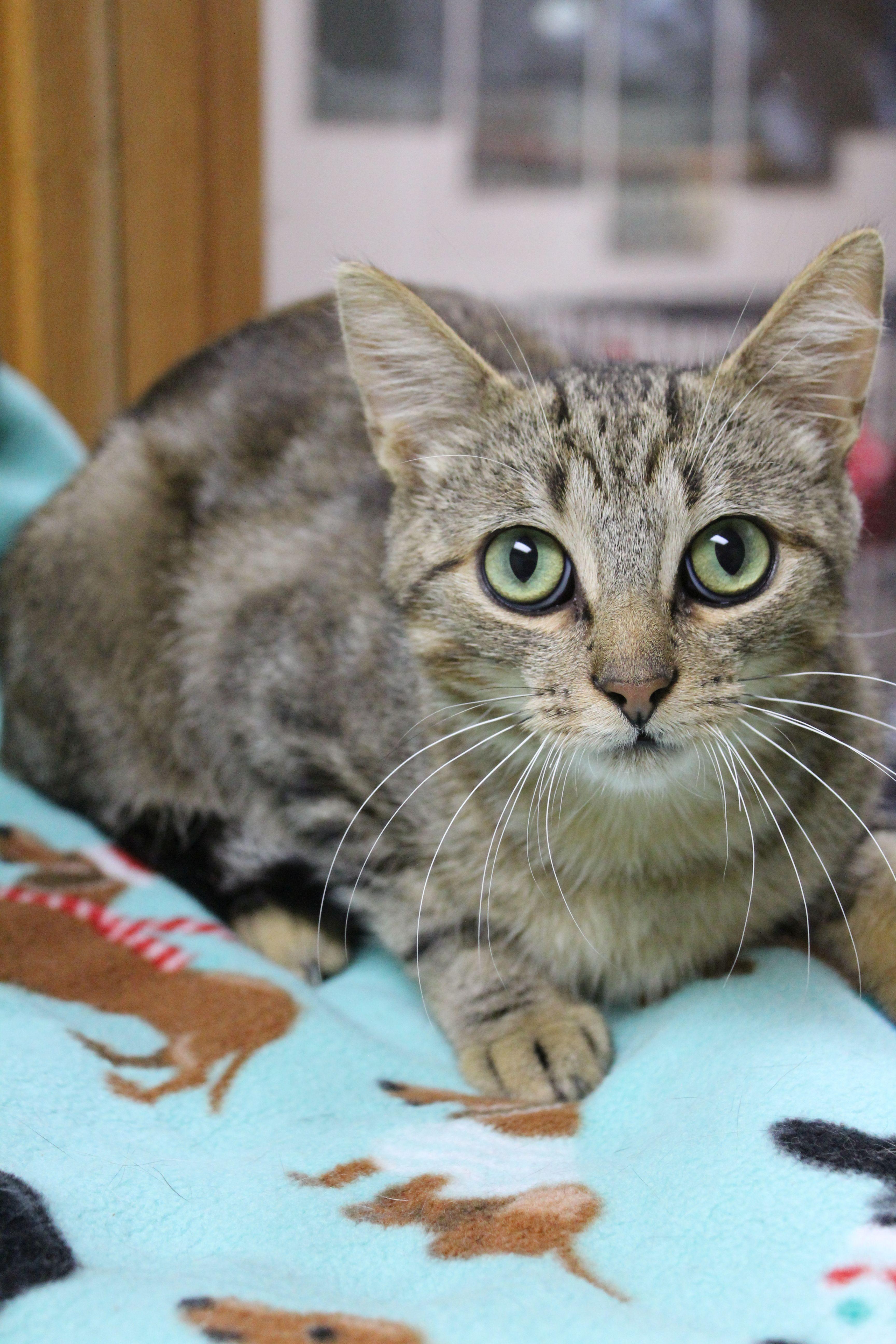 A young medium-sized male Tabby cat named Shocker for adoption in Portage, WI