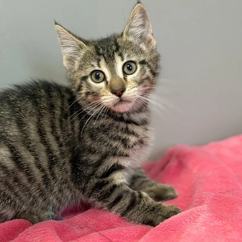 A baby small-sized female Brown / Chocolate Domestic Short Hair cat named Roma for adoption in Brownsboro, AL