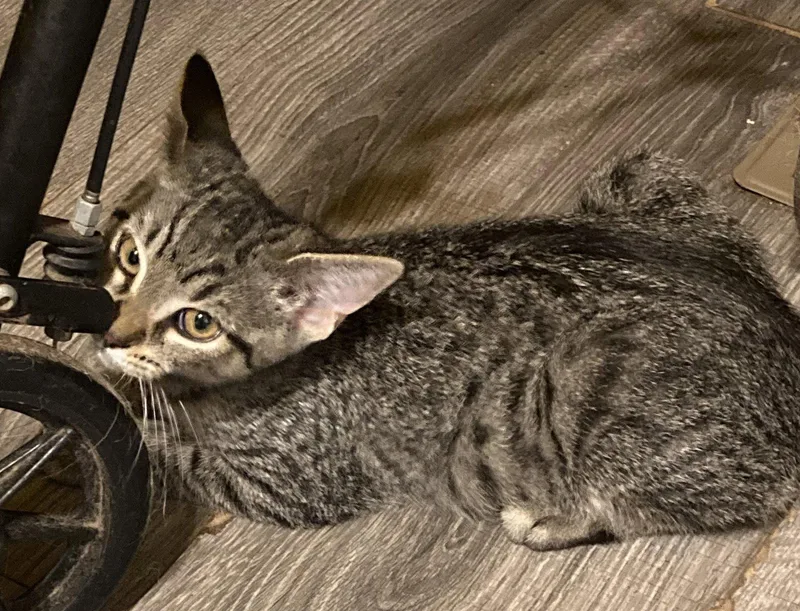 A young medium-sized female Domestic Short Hair cat named Scout for adoption in Trexlertown, PA