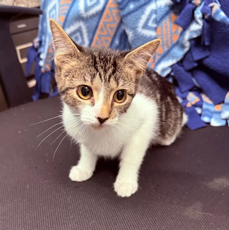 A baby small-sized female Domestic Short Hair cat named Eagle Rare for adoption in Utica, MI