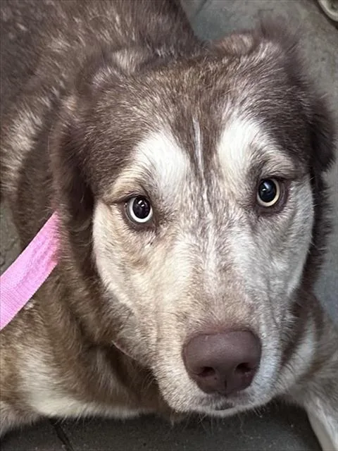 A young large-sized male Siberian Husky dog named Creed for adoption in Tucson, AZ