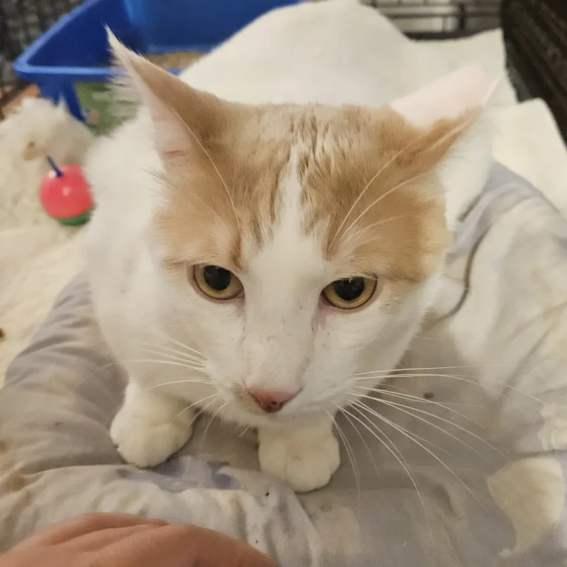 An adult medium-sized male Buff / Tan / Fawn Domestic Short Hair cat named Bianco N. Gentle for adoption in New York, NY