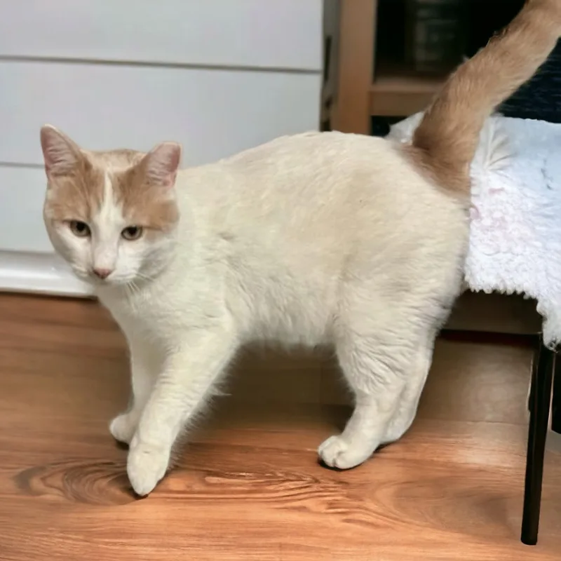 Bianco N.  Gentle thumbnail 3