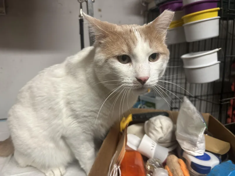 Bianco N.  Gentle thumbnail 4